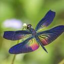 Image of Rhyothemis plutonia