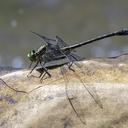 Image of Dromogomphus spinosus