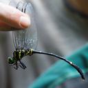Image of Chlorogomphus sachiyoae