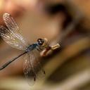 Image of Brachygonia puella