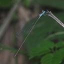 Image of Pericnemis stictica