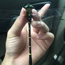 Image of Chlorogomphus kitawakii