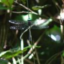 Image of Phyllomacromia insignis
