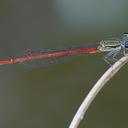 Image of Telebasis filiola