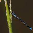 Image of Acanthagrion cuyabae
