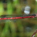 Image of Oxyagrion miniopsis