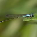 Image of Acanthagrion quadratum