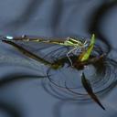 Image of Ischnura oreada
