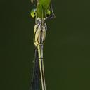 Image of Mecistogaster linearis