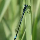 Image of Coenagrion persicum