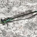 Image of Ischnura gemina