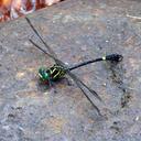 Image of Libyogomphus