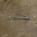 Image of Pseudagrion niloticum