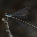 Image of Coeliccia octogesima