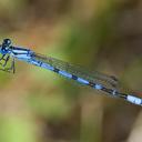 Image of Enallagma boreale
