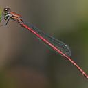 Image of Neoneura esthera