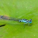 Image of Ischnura kellicotti