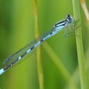 Image of Enallagma ebrium