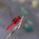 Image of Rhodothemis nigripes