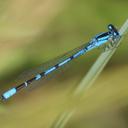 Image of Enallagma annexum