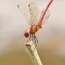 Image of Elasmothemis rufa