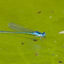 Image of Azuragrion nigridorsum
