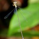 Image of Amphicnemis remiger