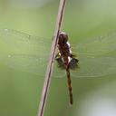 Image of Miathyria simplex