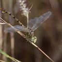 Image of Phyllogomphus