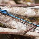 Image of Argia chelata