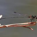 Image of Nososticta fraterna
