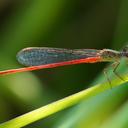 Image of Telebasis griffinii
