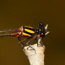 Image of Nososticta solida