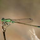Image of Ischnura genei