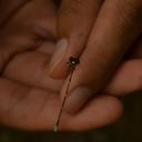 Image of Protosticta geijskesi