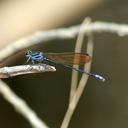 Image of Argia euphorbia