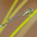 Image of Ischnura verticalis