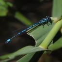 Image of Coenagrion intermedium