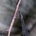 Image of Drepanosticta palauensis