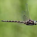 Image of Gomphaeschna