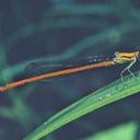 Image of Telebasis aurea