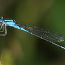Image of Enallagma aspersum