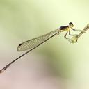 Image of Drepanosticta actaeon