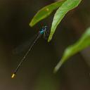 Image of Coeliccia ryukyuensis