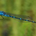 Image of Caliagrion billinghursti