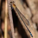 Image of Pseudagrion epiphonematicum