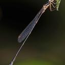 Image of Drepanosticta rufostigma