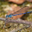 Image of Argia carlcooki