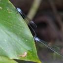 Image of Pseudagrion farinicolle