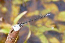 None